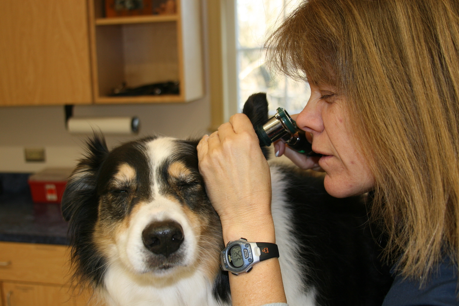 Dog Preventive Care Ellicott City Veterinary