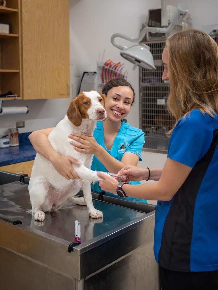 maryland ellicott city veterinarians dog lab work