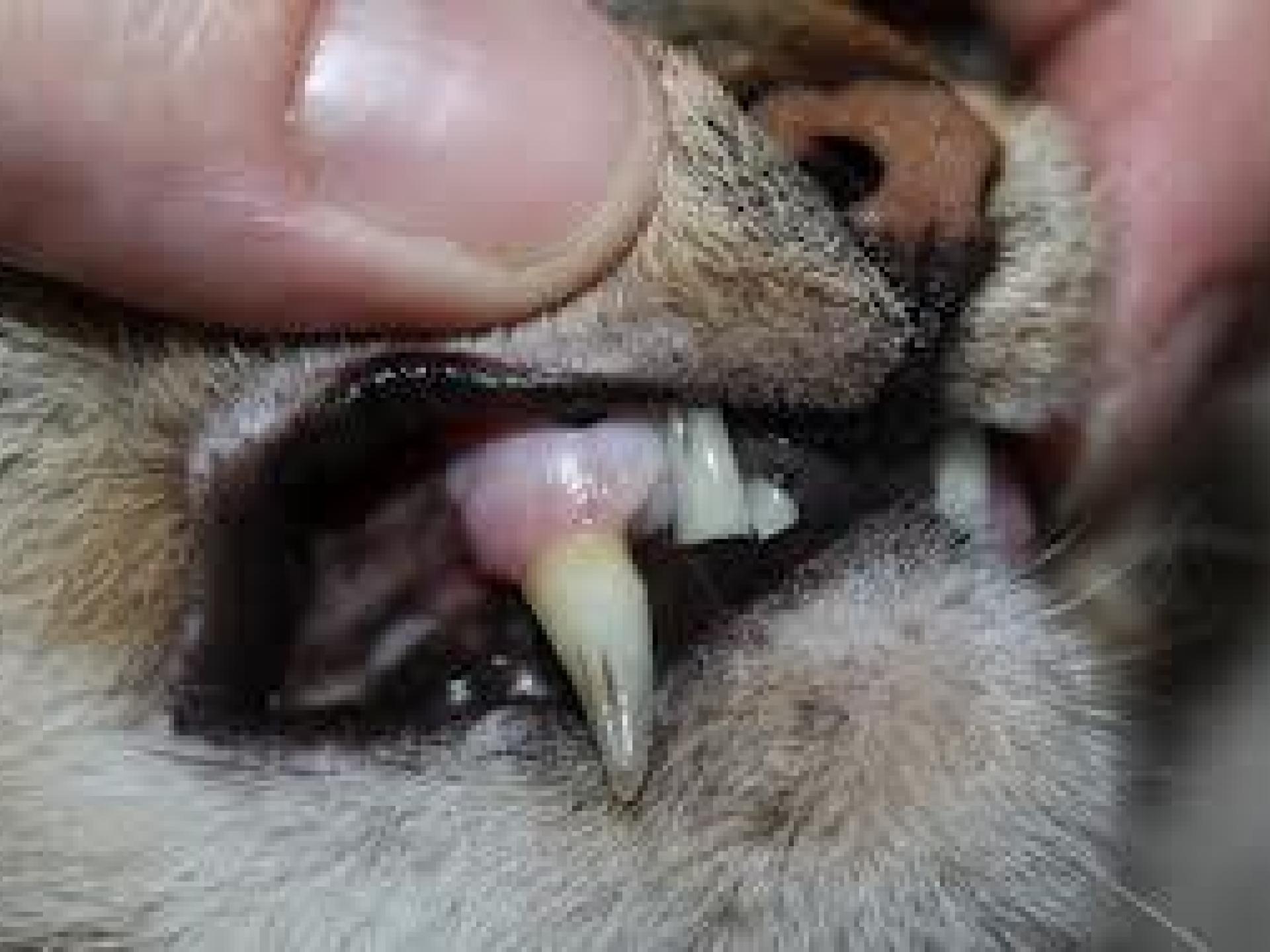 cat_teeth