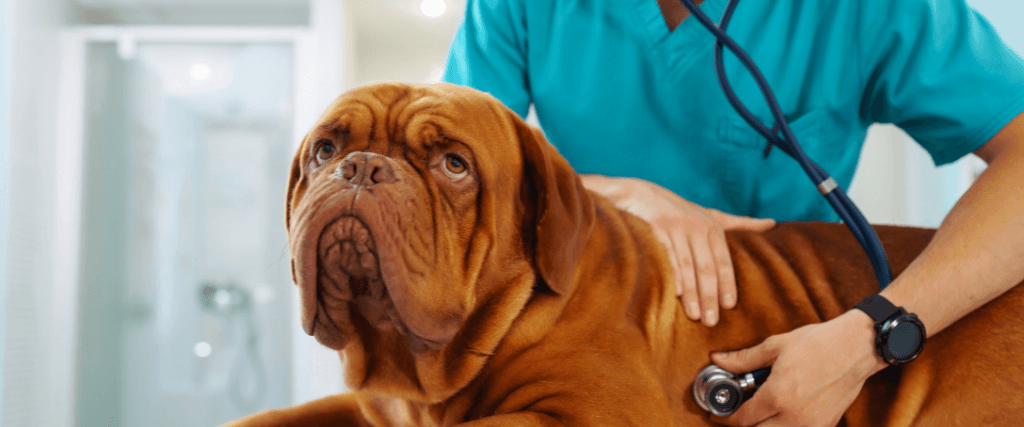 how can i help my dog with lymphoma