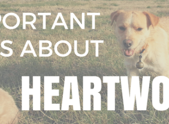 3 Important Facts About Heartworm