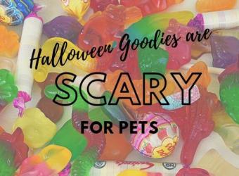 Halloween Goodies are Scary for Pets