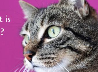 What is Feline Immunodeficiency Virus (FIV)?