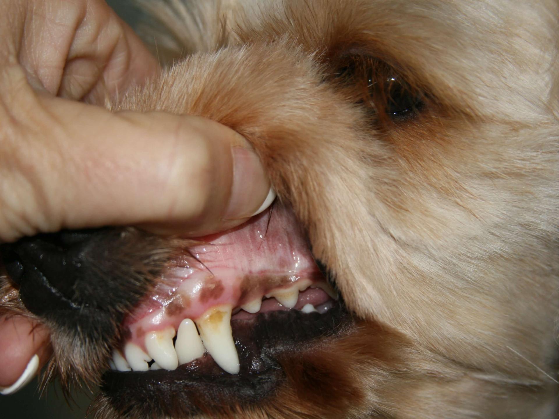 dog_teeth