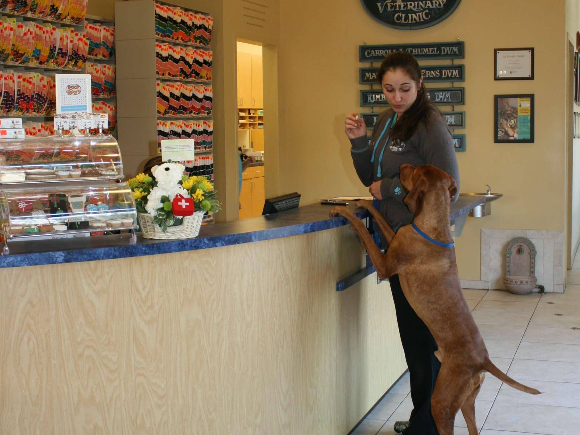 Make An Appointment Today Countryside Veterinary Clinic   Receptionist Desk Portrait 