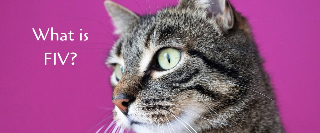 What Is Feline Immunodeficiency Virus (FIV)?